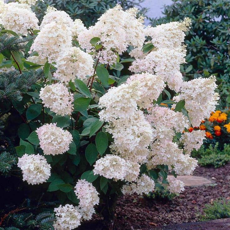 Гортензия Grandiflora (Грандифлора) (метельчатая) - великолепное украшение сада Гортензия Grandiflora (Грандифлора) (метельчатая) - великолепное украшение сада