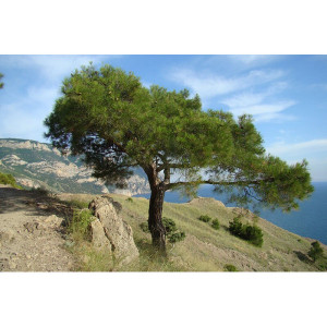 Комплект 5шт / Сосна Крымская 100-150 см Комплект 5шт / Сосна Крымская 100-150 см