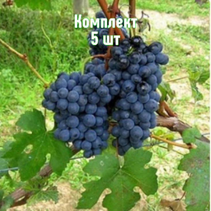 Комплект 5шт / Виноград Барбера Комплект 5шт / Виноград Барбера